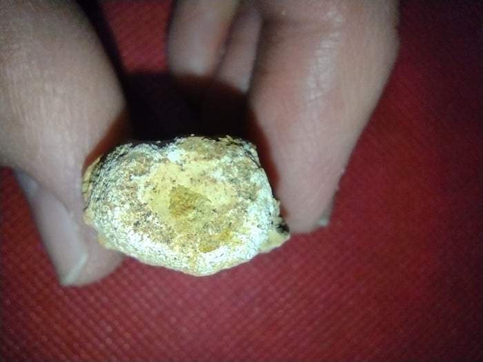Abelisaur Tail Vertebrae, Kem Kem