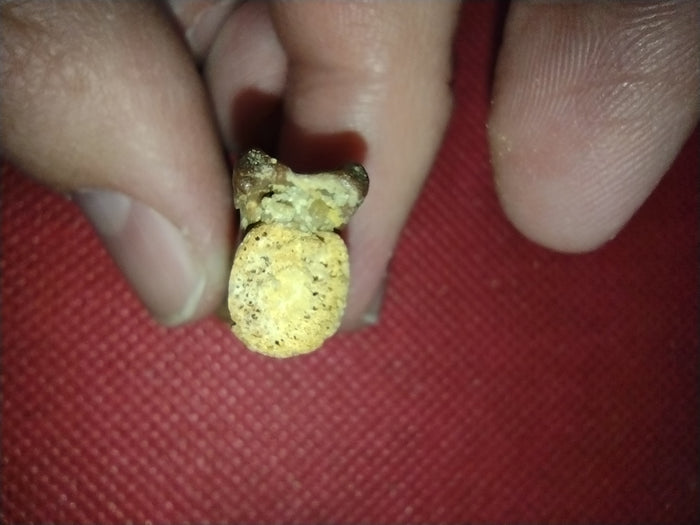 Abelisaur Tail Vertebrae, Kem Kem