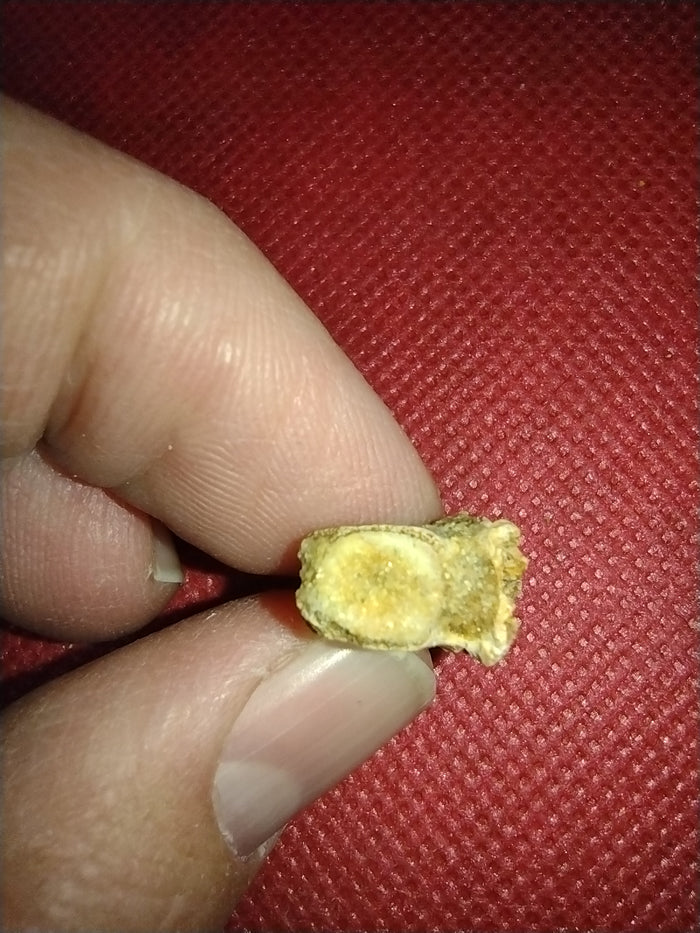 Abelisaur Tail Vertebrae, Kem Kem