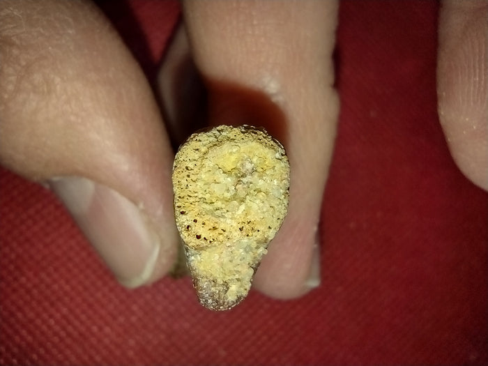 Abelisaur Tail Vertebrae, Kem Kem