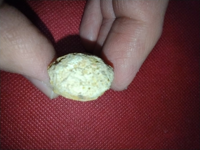 Abelisaur Tail Vertebrae, Kem Kem