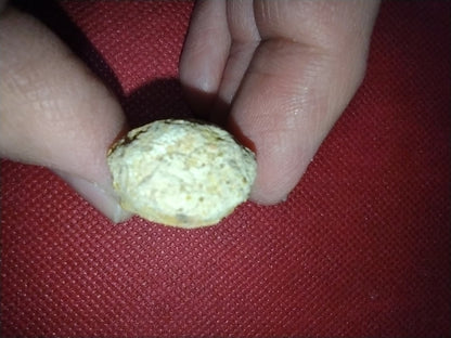 Abelisaur Tail Vertebrae, Kem Kem
