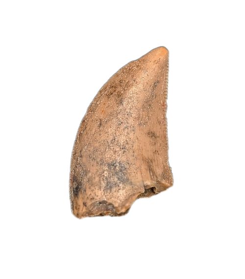 Abelisaur Tooth, Madagascar