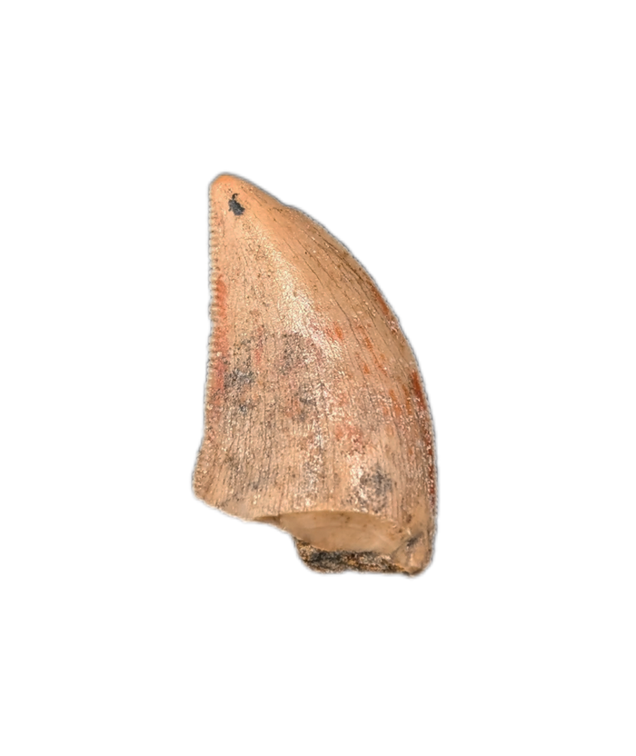 Abelisaur Tooth, Madagascar