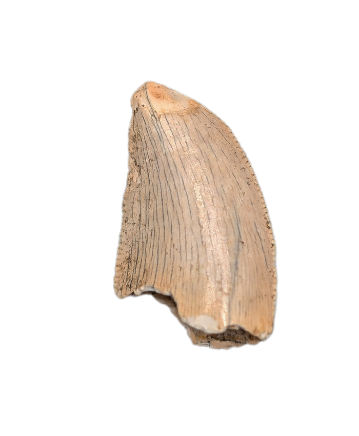 Abelisaur Tooth, Madagascar