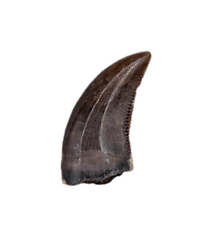 Acheroraptor Tooth, Hell Creek Formation