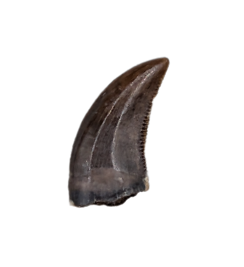 Acheroraptor Tooth, Hell Creek Formation