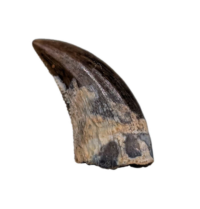 Acheroraptor Tooth, Hell Creek Formation