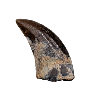 Acheroraptor Tooth, Hell Creek Formation