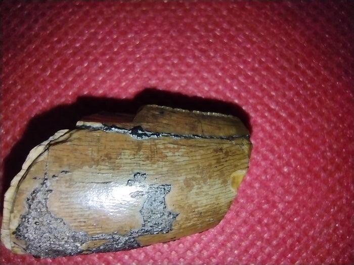 Afrovenator? Tooth, Mid Jurassic of Africa