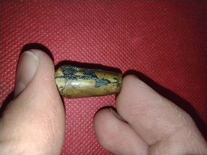 Afrovenator? Tooth, Mid Jurassic of Africa