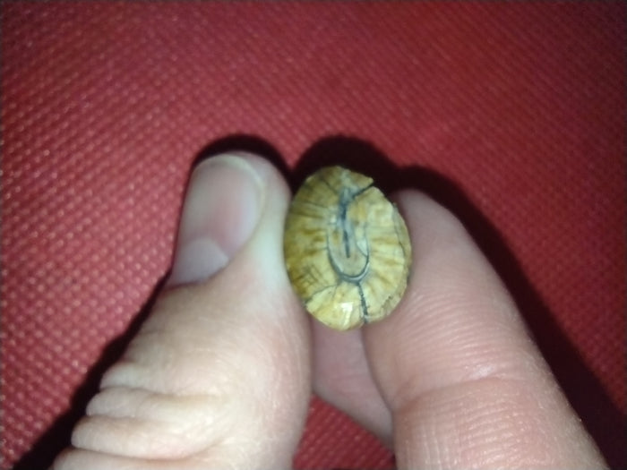 Afrovenator? Tooth, Mid Jurassic of Africa