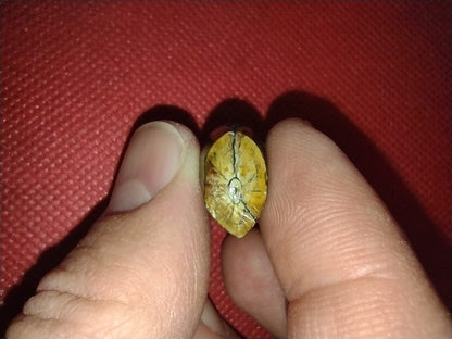 Afrovenator? Tooth, Mid Jurassic of Africa