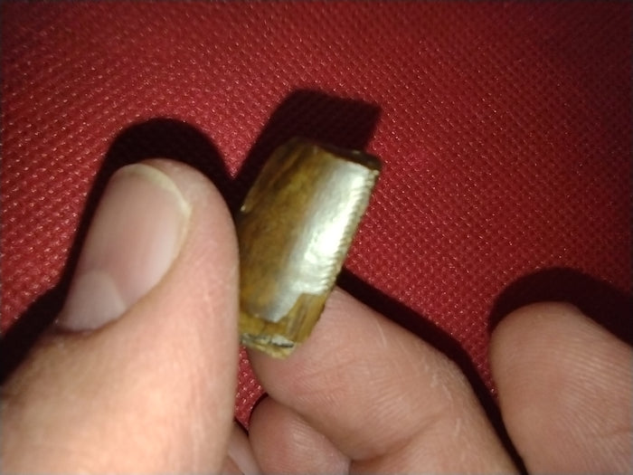 Afrovenator? Tooth, Mid Jurassic of Africa