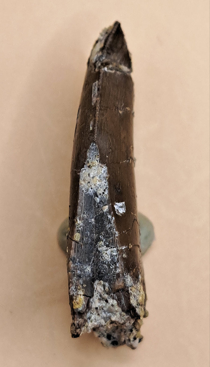 Allosaurus Tooth from the Morrison Formation