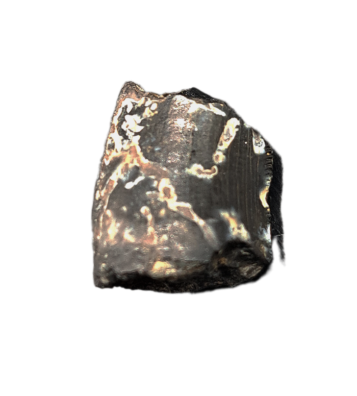 Allosaurus Tooth,  Morrison Formation