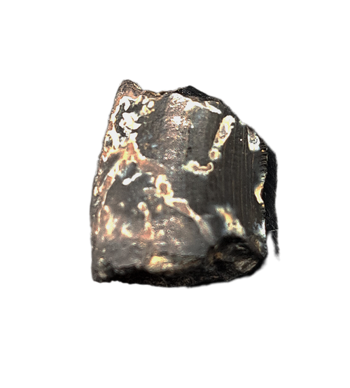 Allosaurus Tooth,  Morrison Formation