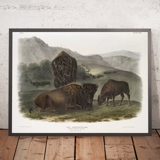 A framed image of