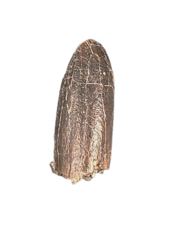 Apatosaurus Tooth