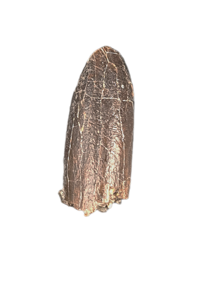 Apatosaurus Tooth