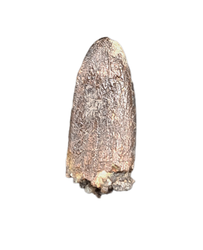Apatosaurus Tooth