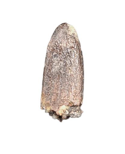 Apatosaurus Tooth