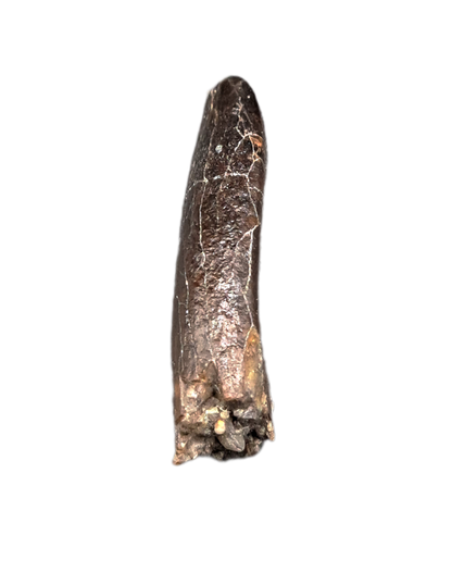 Apatosaurus Tooth
