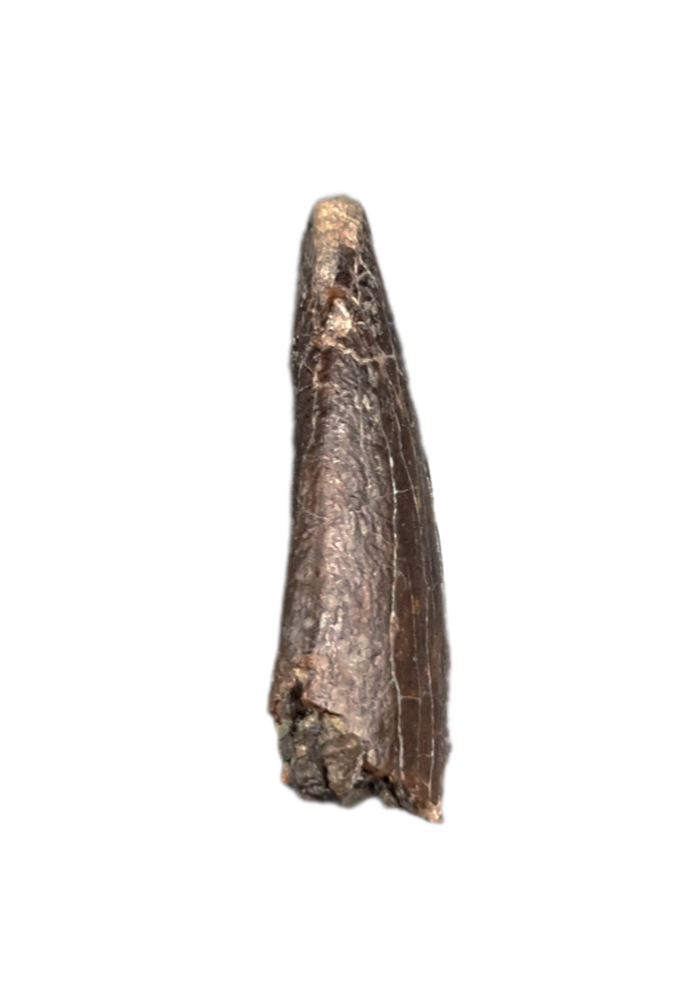 Apatosaurus Tooth