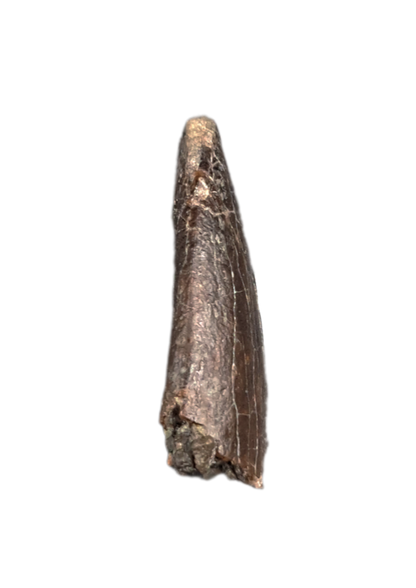 Apatosaurus Tooth