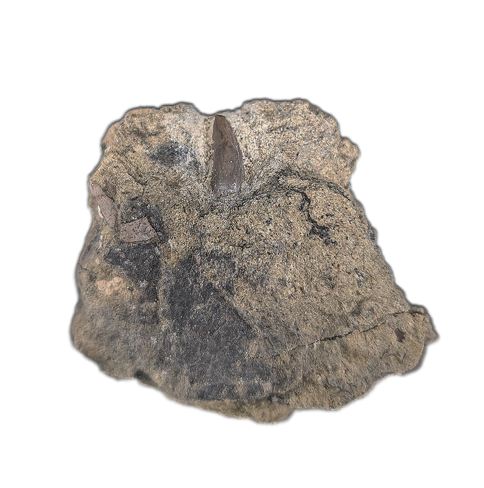 Archosaur (Rauisuchid?) Tooth on Matrix, Chinle Formation