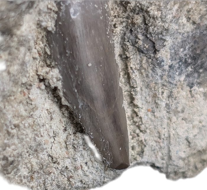 Archosaur (Rauisuchid?) Tooth on Matrix, Chinle Formation