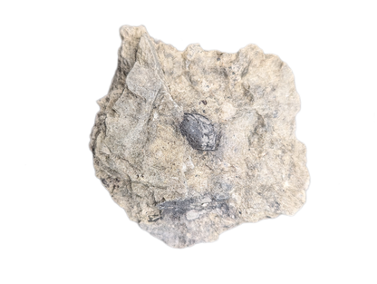 Archosaur (Rauisuchid?) Tooth on Matrix, Chinle Formation