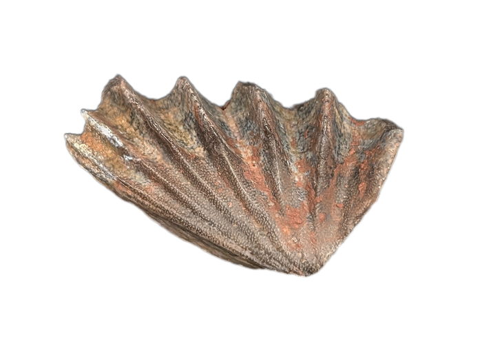 Arganodus (Lungfish) Tooth, Chinle Formation