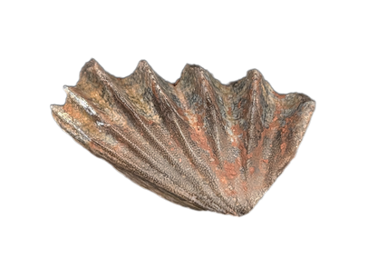 Arganodus (Lungfish) Tooth, Chinle Formation