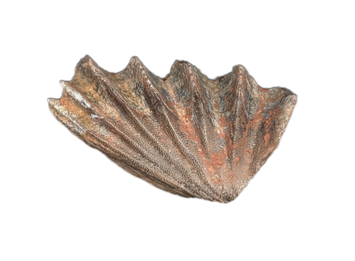 Arganodus (Lungfish) Tooth, Chinle Formation