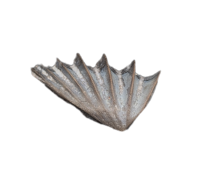 Arganodus (Lungfish) Tooth, Chinle Formation