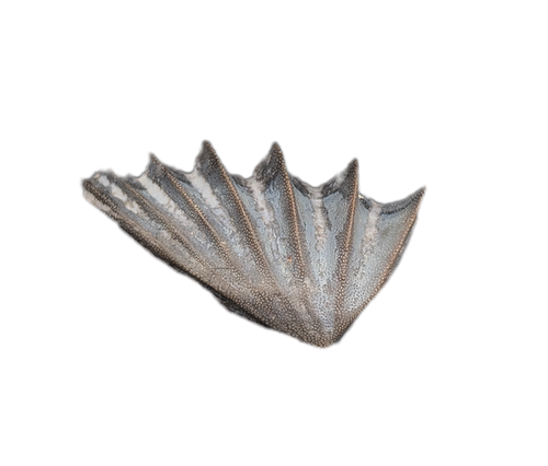 Arganodus (Lungfish) Tooth, Chinle Formation