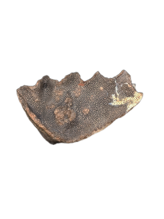 Arganodus (Lungfish) Tooth, Chinle Formation
