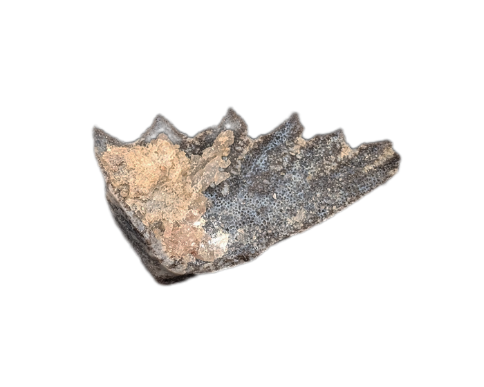 Arganodus (Lungfish) Tooth, Chinle Formation