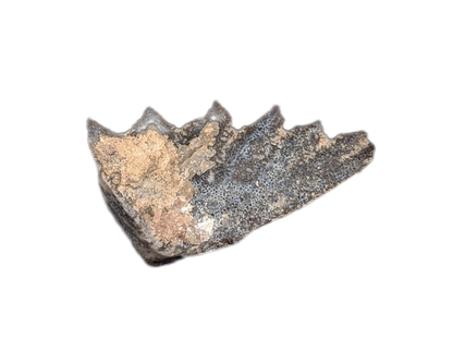 Arganodus (Lungfish) Tooth, Chinle Formation