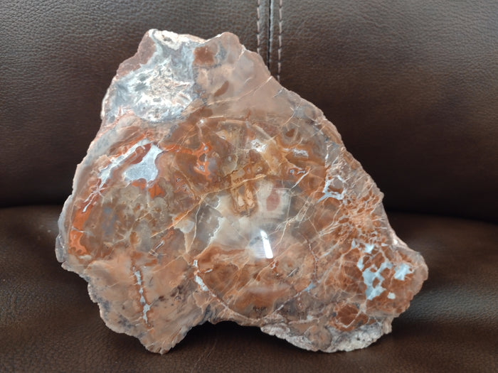 Arizona Rainbow Petrified Wood