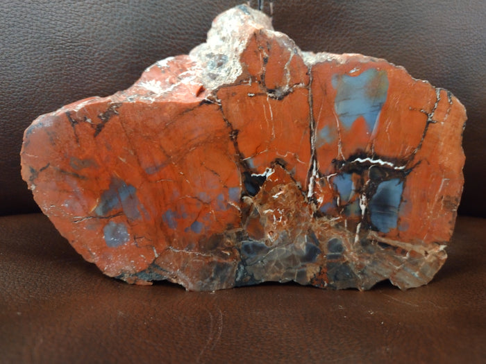 Arizona Rainbow Petrified Wood