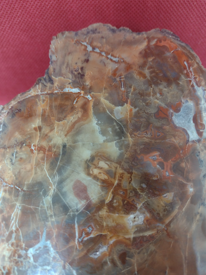 Arizona Rainbow Petrified Wood