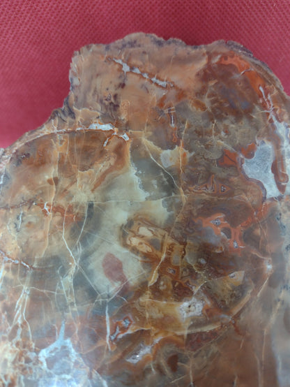 Arizona Rainbow Petrified Wood