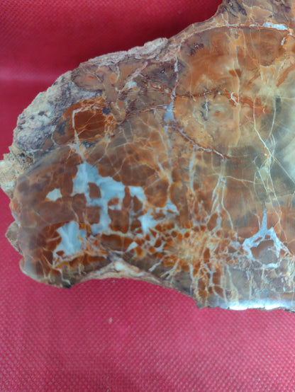 Arizona Rainbow Petrified Wood
