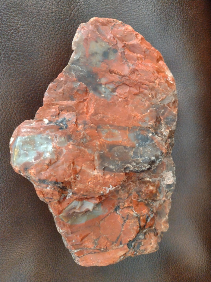 Arizona Rainbow Petrified Wood