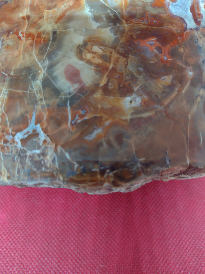 Arizona Rainbow Petrified Wood