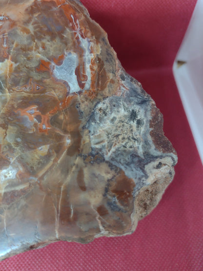 Arizona Rainbow Petrified Wood