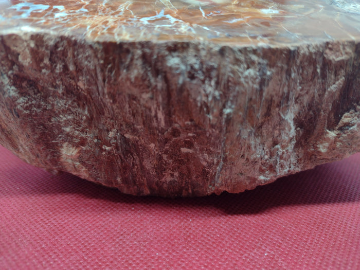 Arizona Rainbow Petrified Wood