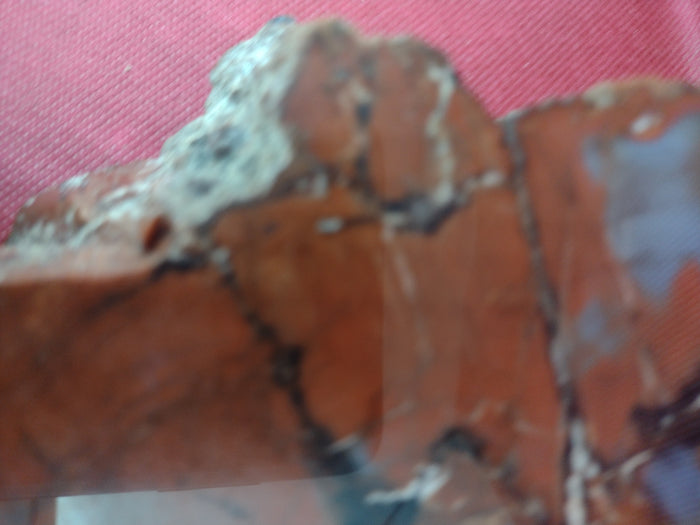 Arizona Rainbow Petrified Wood